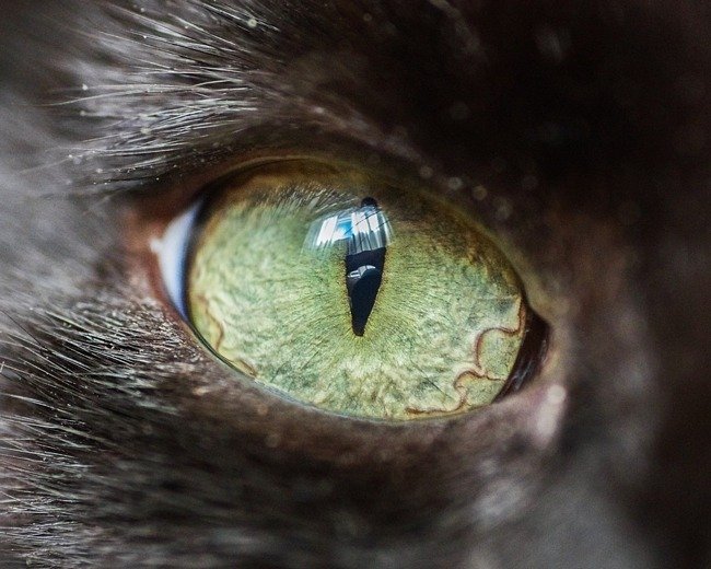 fascinantes-fotografias-de-olhos-de-gatos-por-andrew-marttila (10)