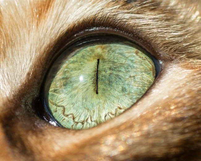 fascinantes-fotografias-de-olhos-de-gatos-por-andrew-marttila (12)