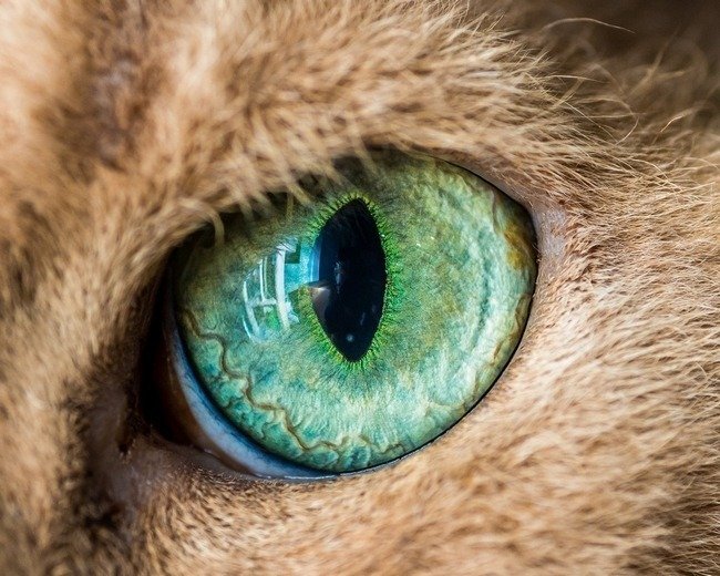 fascinantes-fotografias-de-olhos-de-gatos-por-andrew-marttila (13)