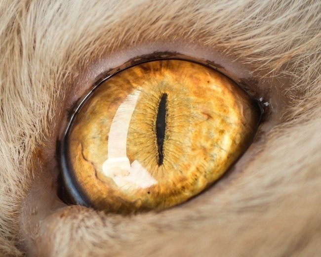 fascinantes-fotografias-de-olhos-de-gatos-por-andrew-marttila (14)