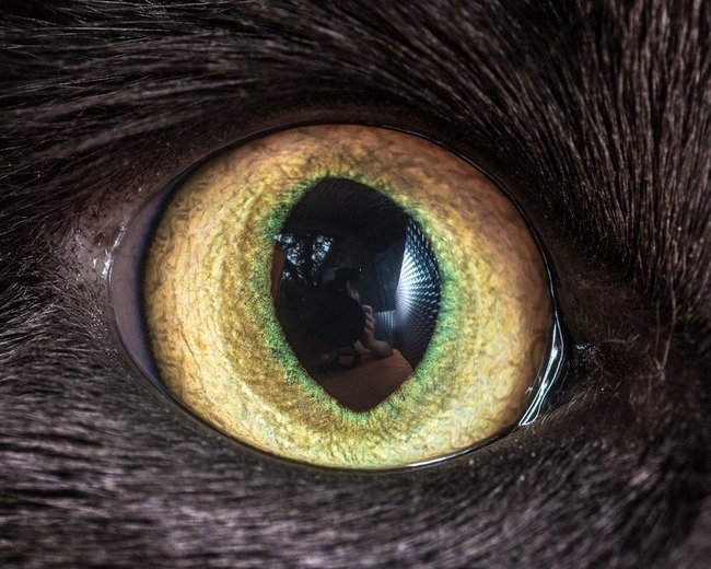 fascinantes-fotografias-de-olhos-de-gatos-por-andrew-marttila (15)