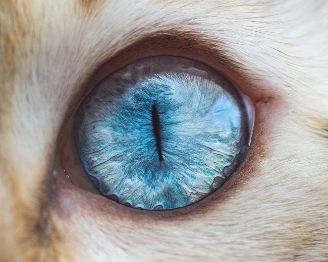 fascinantes-fotografias-de-olhos-de-gatos-por-andrew-marttila (16)