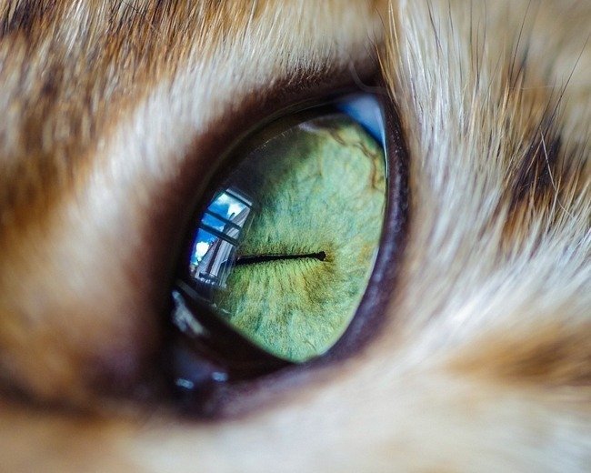 fascinantes-fotografias-de-olhos-de-gatos-por-andrew-marttila (18)