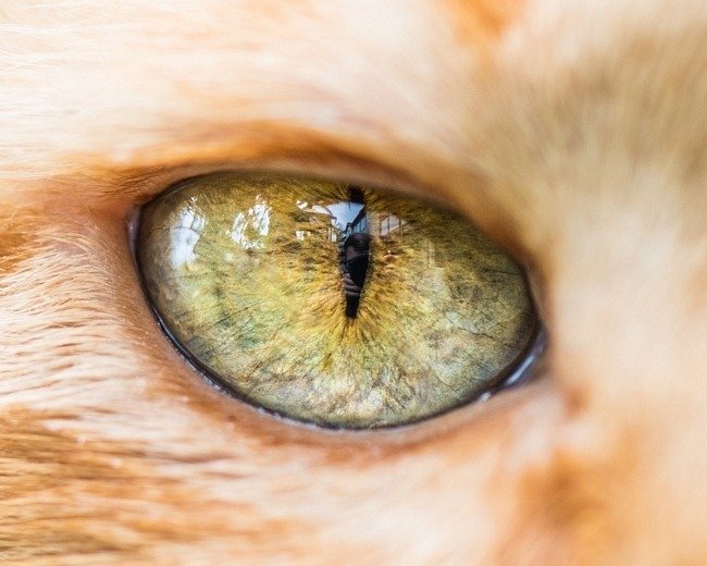 fascinantes-fotografias-de-olhos-de-gatos-por-andrew-marttila (19)