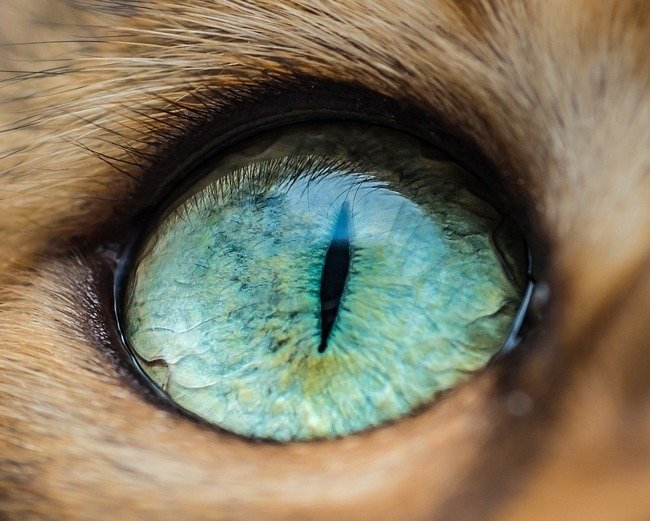 fascinantes-fotografias-de-olhos-de-gatos-por-andrew-marttila (2)