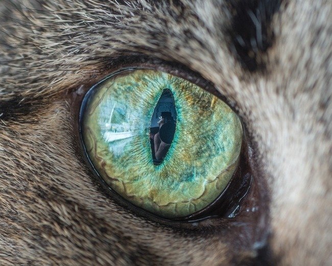 fascinantes-fotografias-de-olhos-de-gatos-por-andrew-marttila (3)