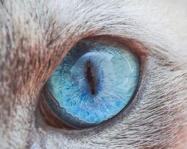 fascinantes-fotografias-de-olhos-de-gatos-por-andrew-marttila (4)