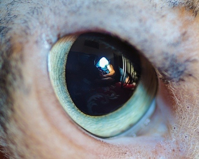 fascinantes-fotografias-de-olhos-de-gatos-por-andrew-marttila (5)