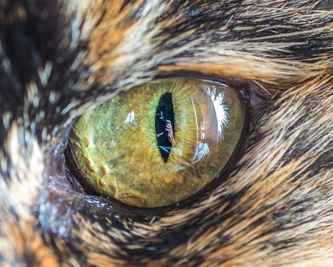 fascinantes-fotografias-de-olhos-de-gatos-por-andrew-marttila (6)