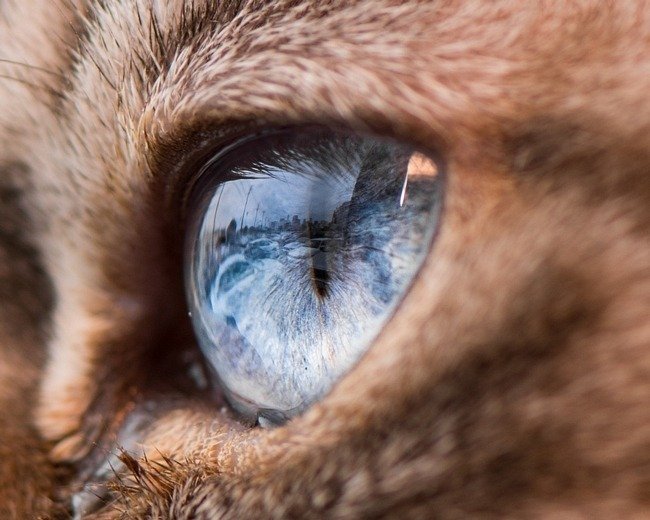 fascinantes-fotografias-de-olhos-de-gatos-por-andrew-marttila (7)