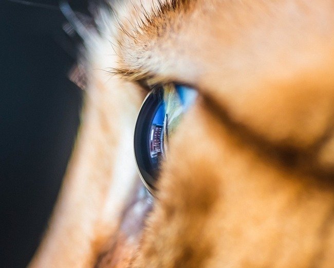 fascinantes-fotografias-de-olhos-de-gatos-por-andrew-marttila (8)