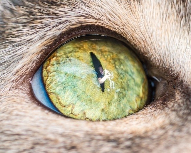 fascinantes-fotografias-de-olhos-de-gatos-por-andrew-marttila (9)